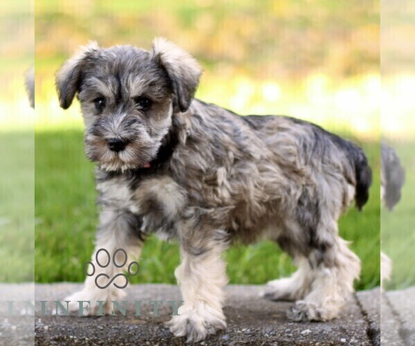 Medium Photo #4 Schnauzer (Miniature) Puppy For Sale in RONKS, PA, USA