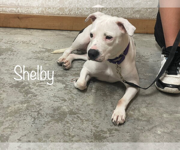 Medium Photo #1 American Staffordshire Terrier-Unknown Mix Puppy For Sale in Oakhurst, NJ, USA