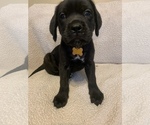 Small Photo #3 Mastiff Puppy For Sale in VILLA RICA, GA, USA