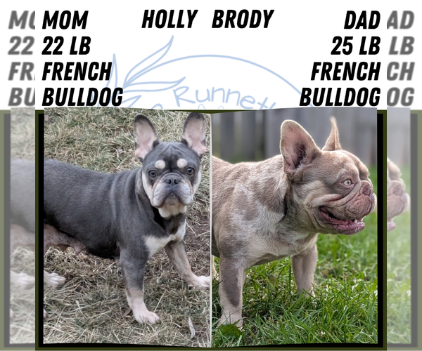 Medium Photo #41 French Bulldog Puppy For Sale in GOSHEN, IN, USA
