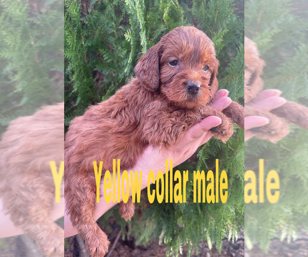 Medium Photo #5 Goldendoodle (Miniature) Puppy For Sale in BAKERSFIELD, CA, USA