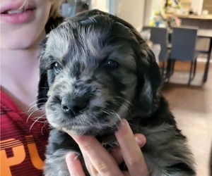 Goldendoodle Puppy for sale in MOUNTAIN HOME, AR, USA