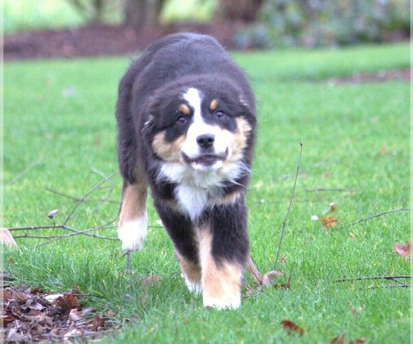 Medium Photo #6 Australian Shepherd Puppy For Sale in SALEM, OR, USA