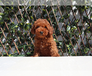 Poodle (Toy) Puppy for sale in LITTLEROCK, CA, USA