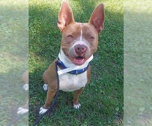 American Staffordshire Terrier Dogs for adoption in Fort Lauderdale, FL, USA