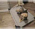 Small Photo #7 Cane Corso Puppy For Sale in CAMBY, IN, USA