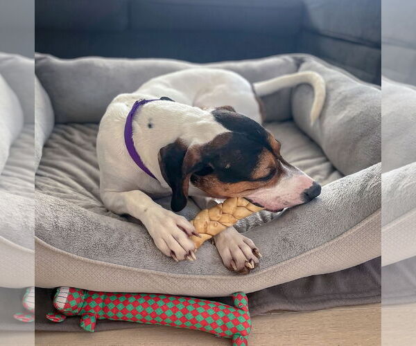 Medium Photo #10 Treeing Walker Coonhound Puppy For Sale in Huntley, IL, USA