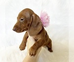 Small #8 Dachshund