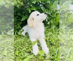 Small #4 Maremma Sheepdog