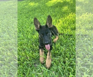 Medium German Shepherd Dog