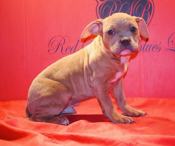Medium Photo #3 American Bully Puppy For Sale in TRENTON, NJ, USA