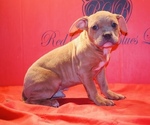 Small #2 American Bully