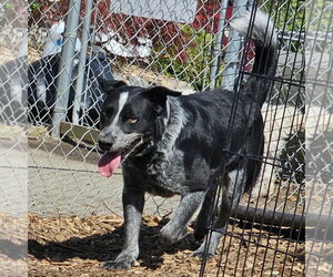 Mutt Dogs for adoption in Bloomingdale, NJ, USA
