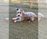 Small #4 Cairn Terrier Mix