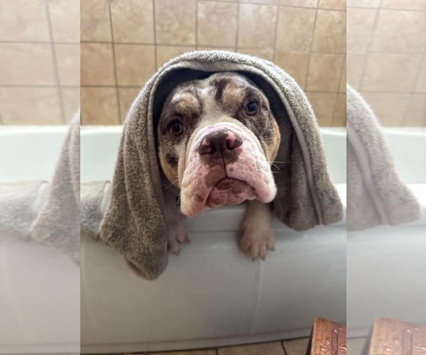 Medium Photo #3 Bulldog Puppy For Sale in Menifee, CA, USA