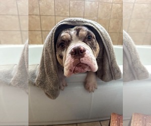 Poppy - Female Bulldog Dog for Adoption - Photo #3