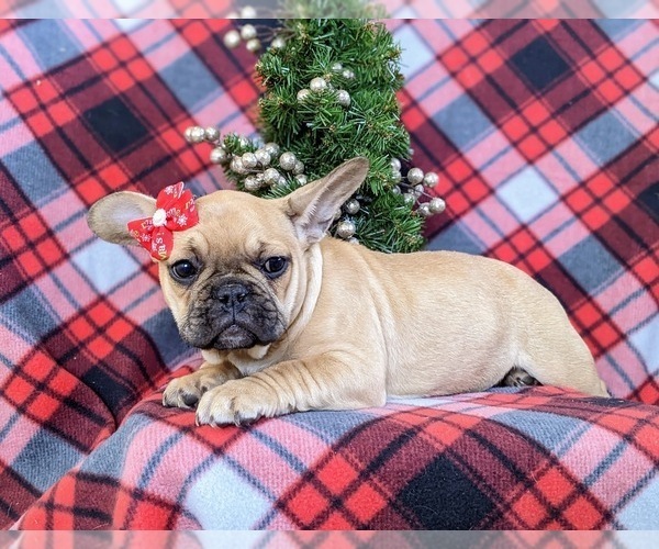 Medium Photo #2 French Bulldog Puppy For Sale in PARADISE, PA, USA