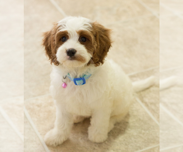 Medium Photo #7 Cavapoo Puppy For Sale in BAY VIEW, WI, USA