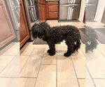 Small #2 Poodle (Miniature)