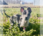 Small American Pit Bull Terrier-Catahoula Leopard Dog Mix