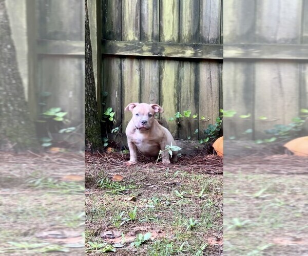 Medium Photo #3 American Bully Puppy For Sale in LAWRENCEVILLE, GA, USA