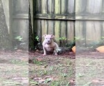 Small #2 American Bully