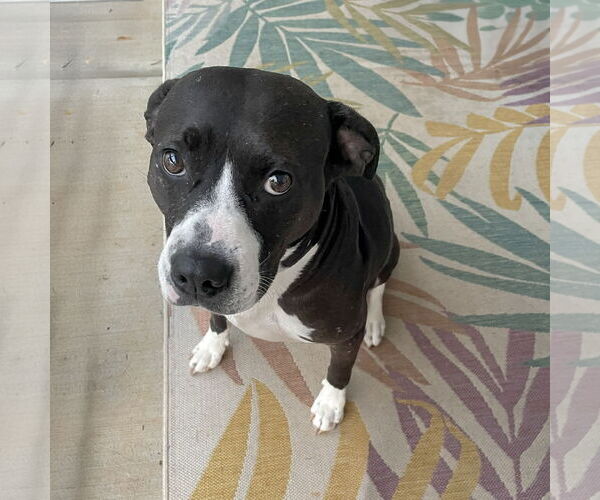 Medium Photo #4 American Pit Bull Terrier-American Staffordshire Terrier Mix Puppy For Sale in Caribou, ME, USA