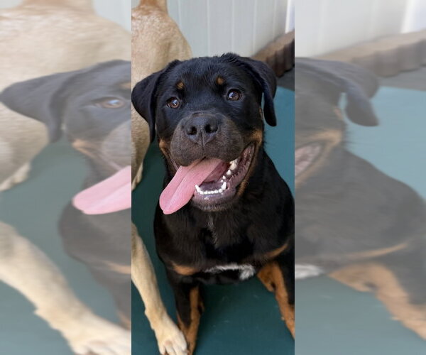 Medium Photo #6 Rottweiler Puppy For Sale in Mooresville, NC, USA
