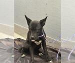 Small Labrador Retriever Mix