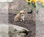 Small #4 Morkie Poo (Toy)