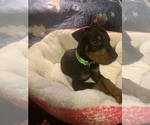 Small Photo #4 Doberman Pinscher Puppy For Sale in MONROE CITY, MO, USA