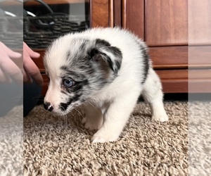 Aussie-Corgi-Australian Shepherd Mix Puppy for sale in SPRINGTOWN, TX, USA