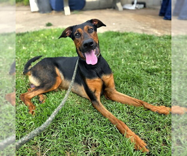 Medium Photo #1 Doberman Pinscher-Unknown Mix Puppy For Sale in Long Beach, CA, USA
