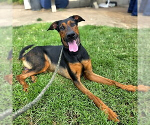 Doberman Pinscher-Unknown Mix Dogs for adoption in Long Beach, CA, USA