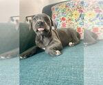 Small #2 American Staffordshire Terrier Mix