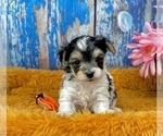 Small #7 Morkie