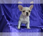 Small Photo #2 French Bulldog Puppy For Sale in ATHERTON, CA, USA