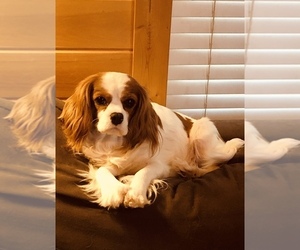 Mother of the Cavalier King Charles Spaniel puppies born on 03/28/2026