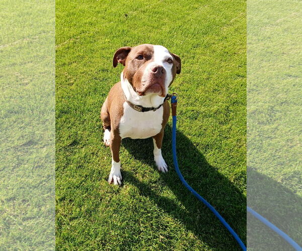 Medium Photo #4 American Pit Bull Terrier Puppy For Sale in St. Cloud, MN, USA