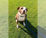 Small #3 American Pit Bull Terrier