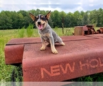 Small Photo #8 Australian Shepherd Puppy For Sale in DOTHAN, AL, USA