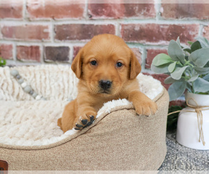 Labrador Retriever Puppy for sale in SYRACUSE, IN, USA