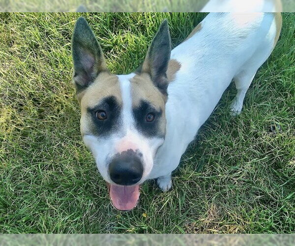 Medium Photo #3 Akita-Unknown Mix Puppy For Sale in Olathe, KS, USA