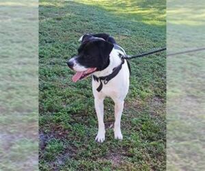 American Staffordshire Terrier Dogs for adoption in Fort Lauderdale, FL, USA