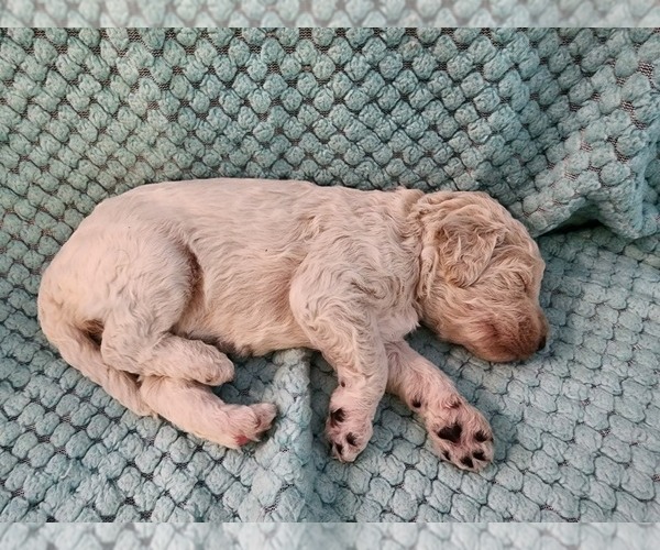 Medium Photo #4 Poodle (Standard) Puppy For Sale in CLAYTON, WA, USA
