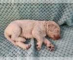 Small #3 Poodle (Standard)