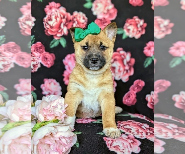 Medium Photo #4 Jack Russell Terrier-Shiba Inu Mix Puppy For Sale in ATGLEN, PA, USA