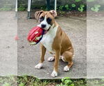 Small #7 Boxer