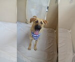 Small #1 German Shepherd Dog Mix