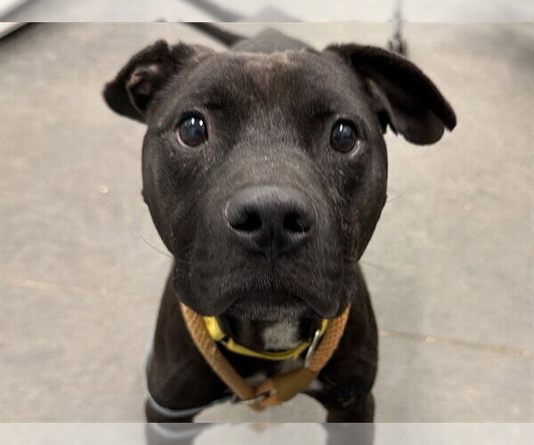 Medium Photo #2 American Pit Bull Terrier-Unknown Mix Puppy For Sale in Tavares, FL, USA
